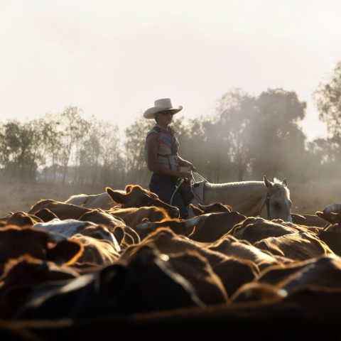 A farm hand riding a horse amongst cattle