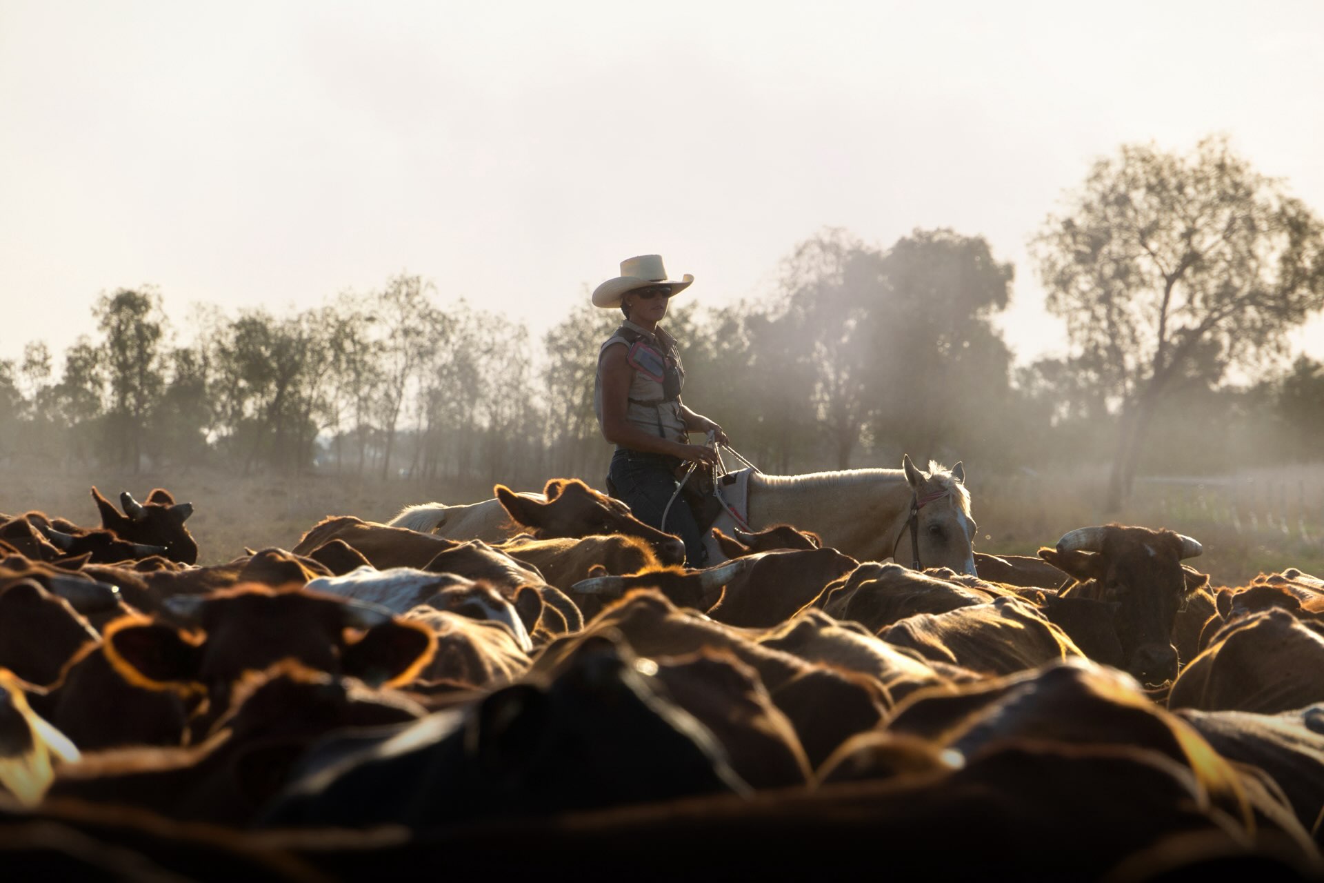 A farm hand riding a horse amongst cattle