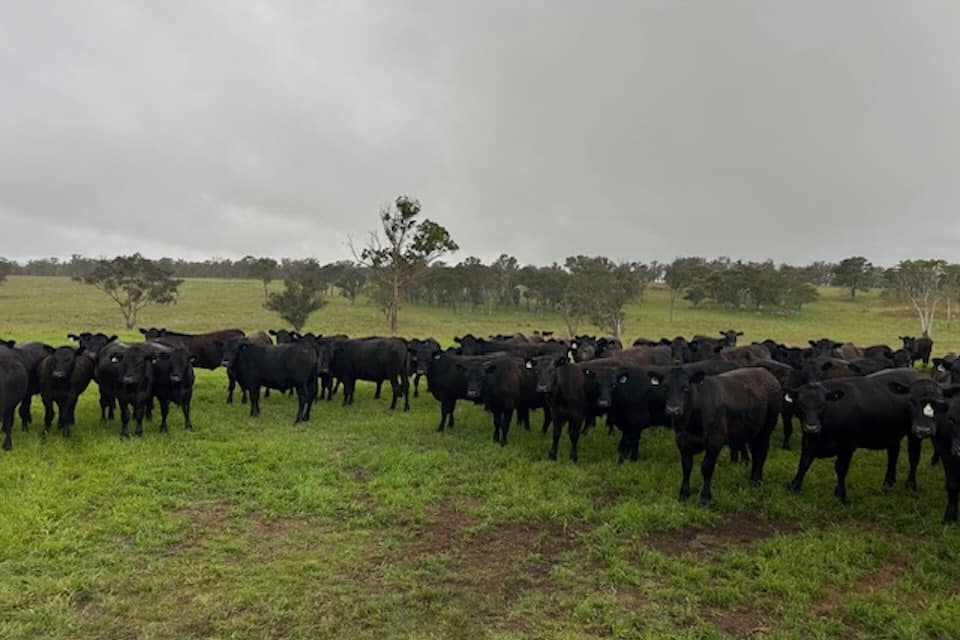 Black cows stading in a grassy field