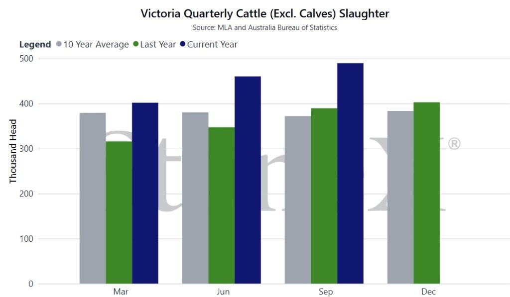 Victoria Quarterly Cattle slaughter graph - November 2024